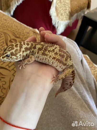 Леопардовый эублефар геккон