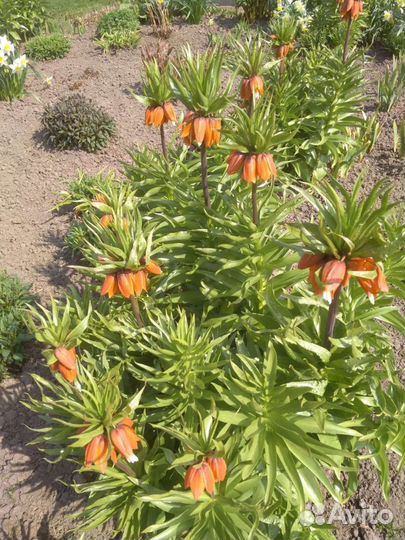 Растения для сада