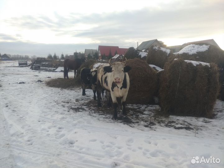 Продажа Коров