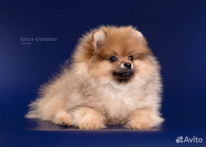 Шпиц рыжая девочка РКФ