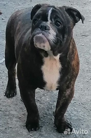 Тигровая девочка