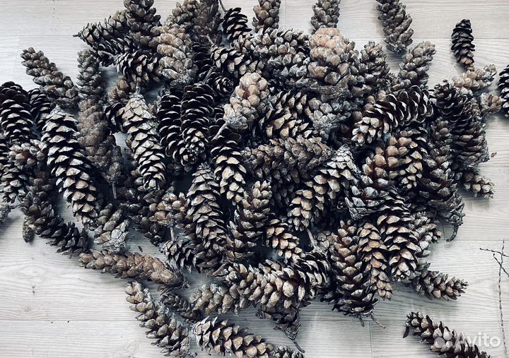 Шишка сосны Веймутова