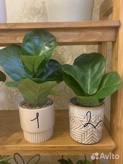 Фикус Лирата Бамбино