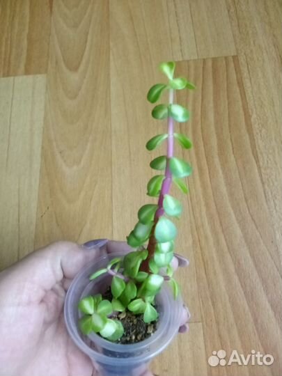 Портулакария Афра медиопикта