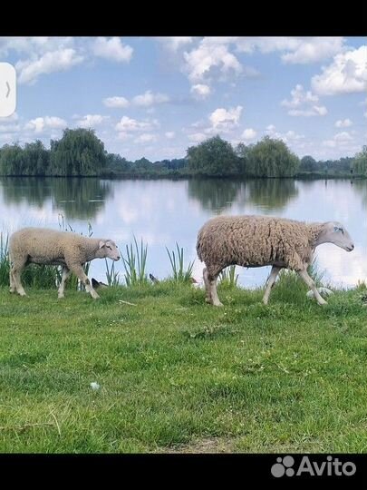Овцы Бараны ягнята южная мясная тексель