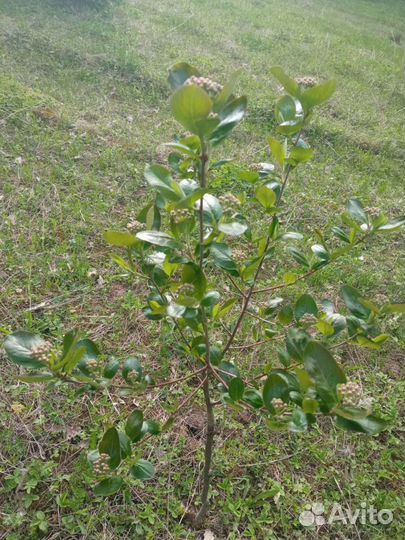 Арония на штамбе 4 лет., черноплодная рябина штамб