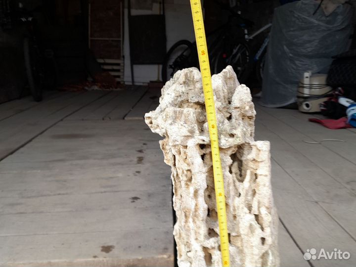 Коралл балянус