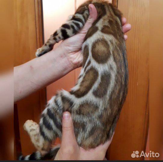 Бенгальские котята