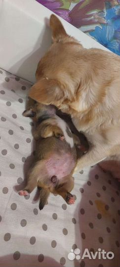 Щенки чихуахуа