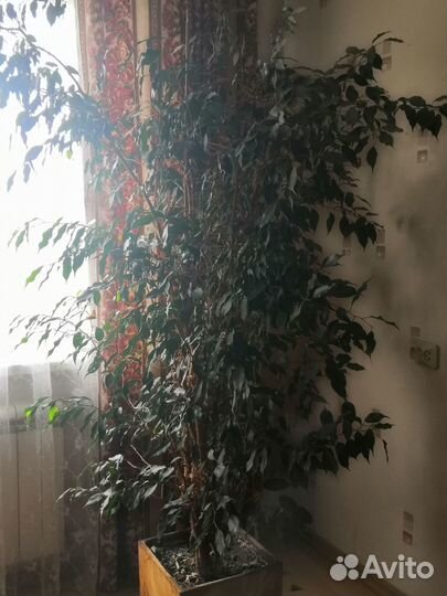 Фикус Бенджамина (крупномер)