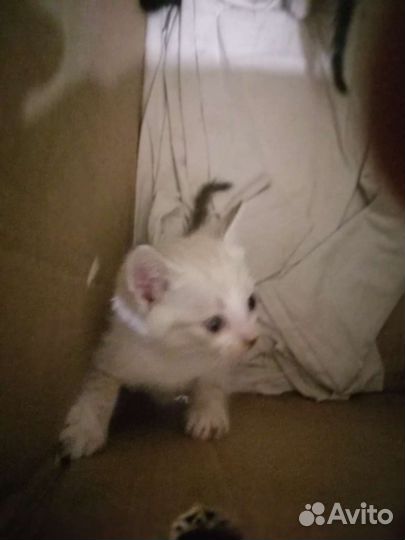 Сиамские кошки