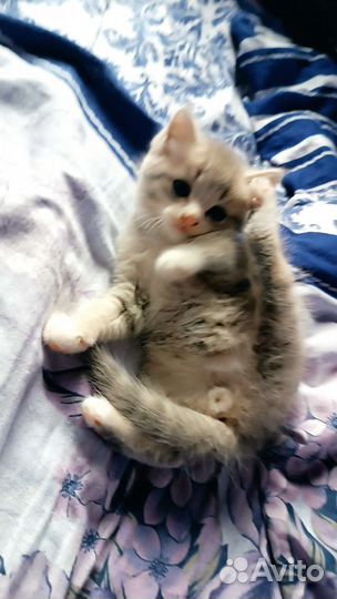 Отдам котят в добрые руки