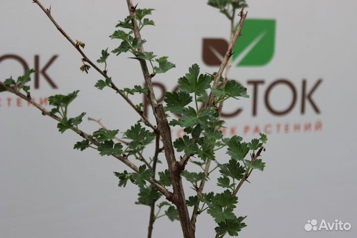 Саженцы оптом Крыжовник сорт Финик