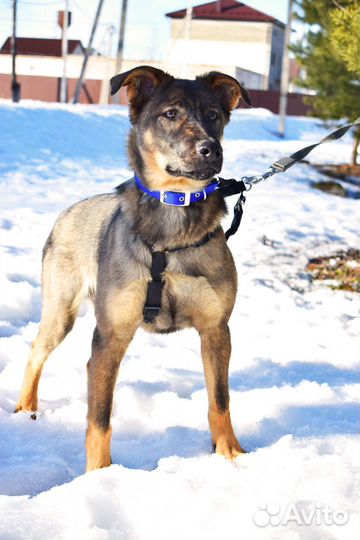 Щенок мальчик Оскар 5 мес