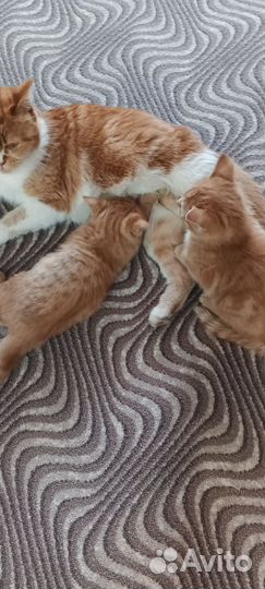 Отдам бесплатно