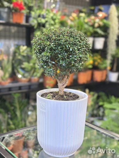 Миртовое дерево