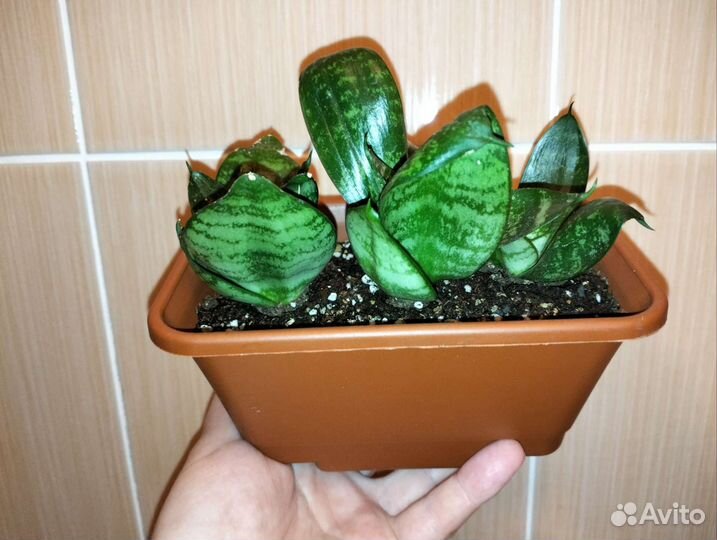 Сансевиерия ханни