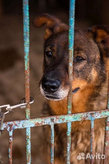 Нежный трогательный деликатный пёс ждёт именно Вас
