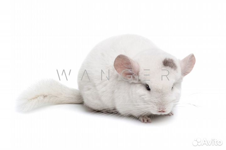 Белые шиншиллы из питомника в Подмосковье.Доставка