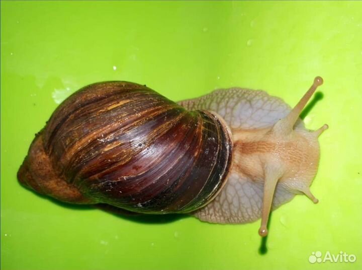 Улитки ахатины