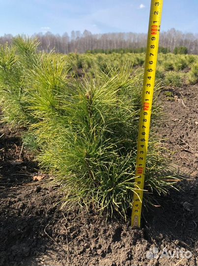 Сеянцы кедра Сибирского