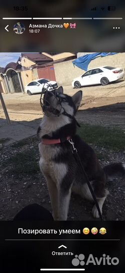 Сибирский хаски