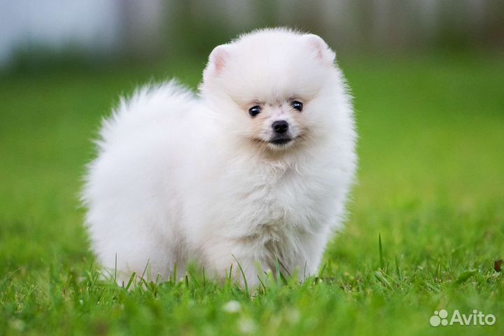 Померанский шпиц, мальчик 2 мес