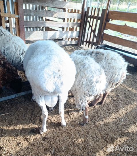 Овцы бараны
