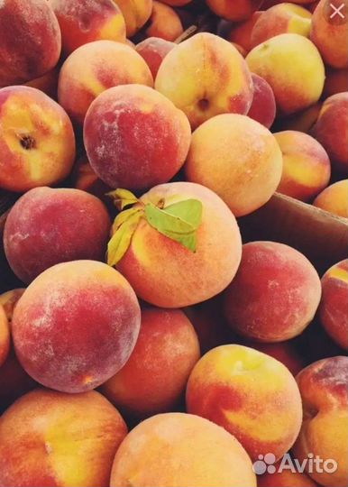 Саженцы персика, абрикос местного