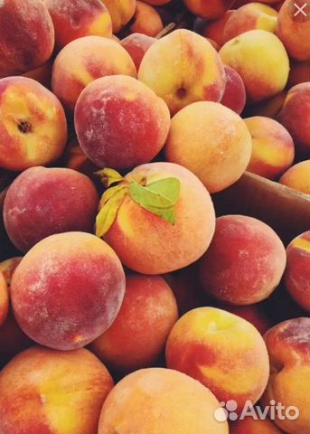 Саженцы персика, абрикос местного