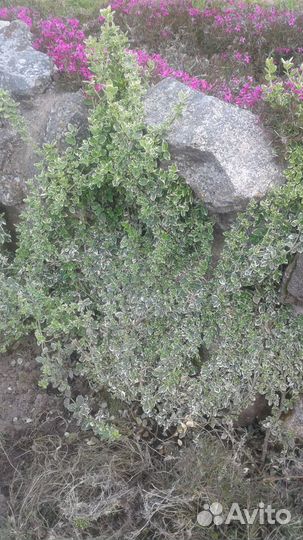 Ландшафтный дизайн -Бересклеты. Ромашки