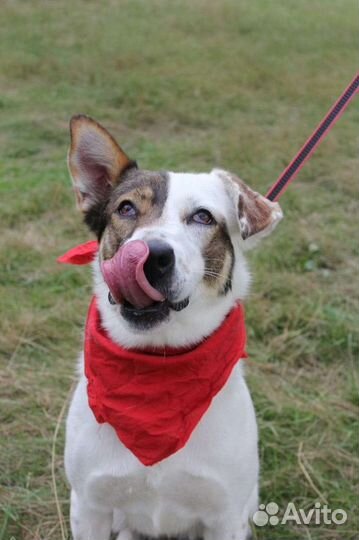 Собака в надёжные руки