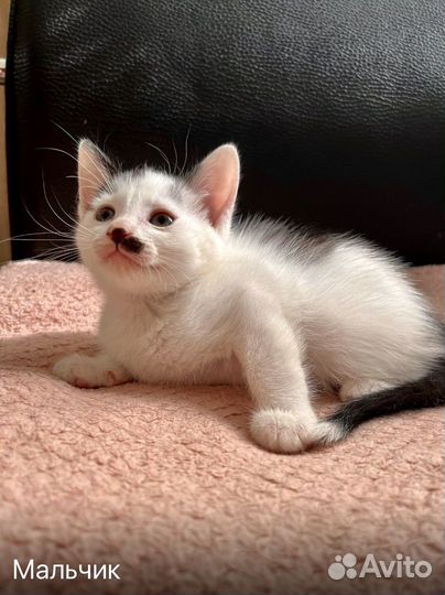 Котята даром) домашние и дачные от мышелова