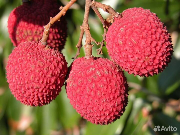 Саженец личи