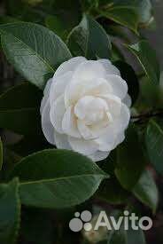 Комнатные цветы растение камелия японская белая