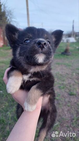 Отдам щенка