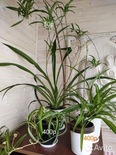 Комнатные растения