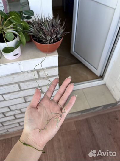 Хавортия полосатая