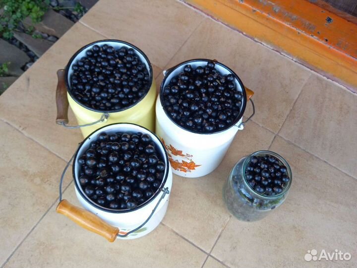 Черная смородина свежая