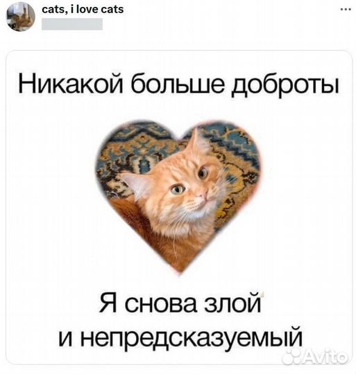 Кошачьи усы усы рыжего противного кота