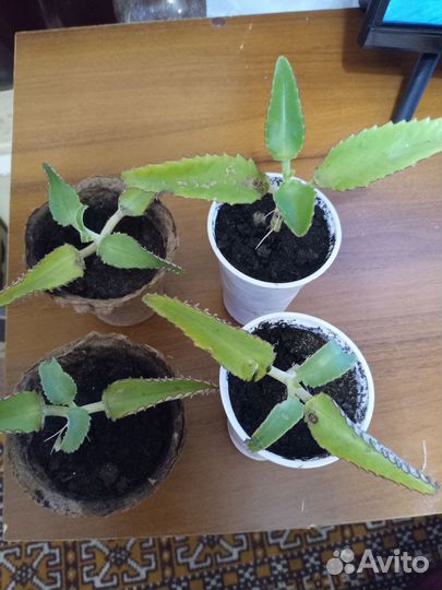 Каланхоэ лечебное