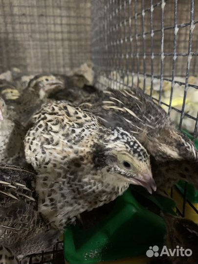 Перепела несушки доставка