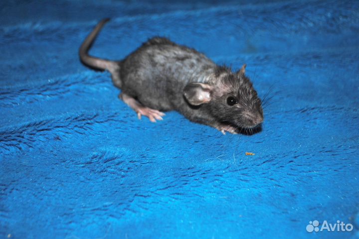 Крысята сфинкс-Дамбо