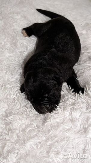 Щенки Кане-Корсо