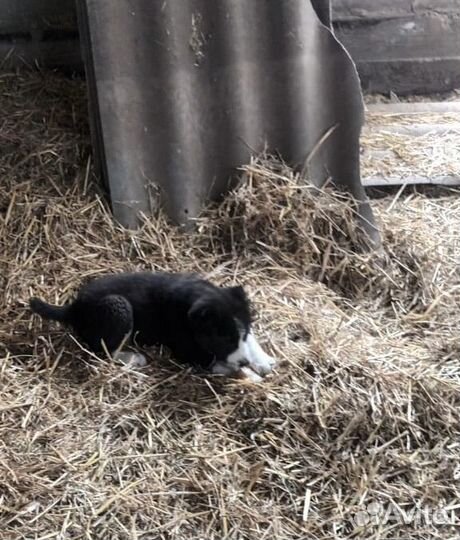 Среднеазиатская овчарка алабай