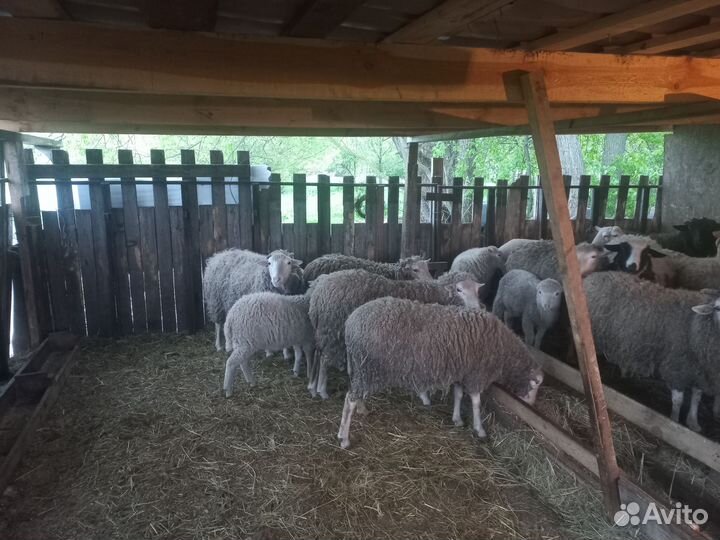 Овцы и бараны