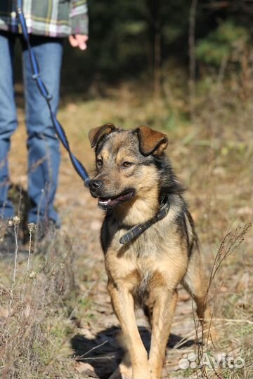 Собака Чивас