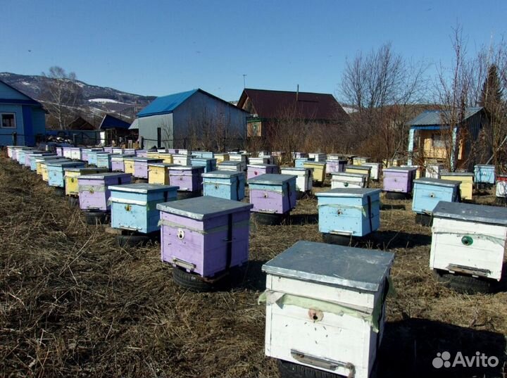 Мед натуральный алтайский опт