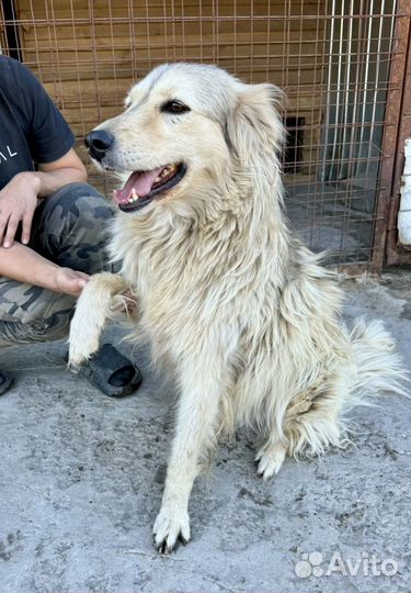 Собака в добрые руки