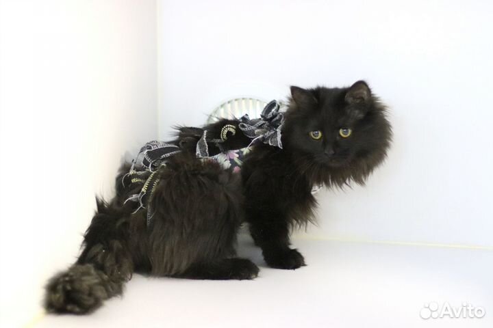 Кошки бесплатно